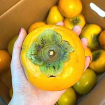 냥냥이네 단감 15-20과 3kg, 본상품선택, 본상품선택