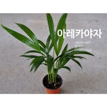 관엽/구근식물 아레카야자 갈색플라스틱모종 4개(L0146)