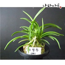 소엽란(중품) 난 풍란 동양란 난키우기 식물키우기 난화분 나라아트