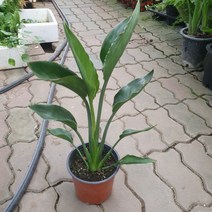 꽃피는극락조 중품 레기니아 반려식물 35~55cm 99