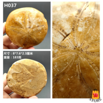 불가사리화석 바다생물발굴 해양 장식용 천연 표본, H037