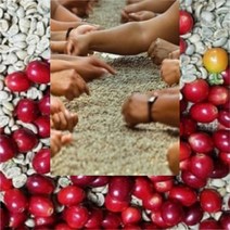 커피향기줍는남자 니카라과생두 신선한커피콩 견과류 맥아 결점두제거 500g, 1kg, 1개