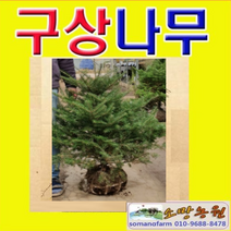 (소망)구상나무묘목(키100센치)(분) 1그루