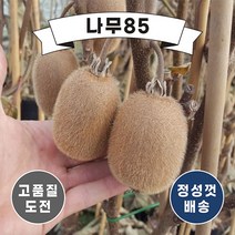 (나무85) 키위나무 묘목 5종, 골드키위 접1