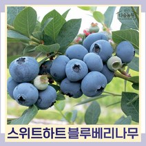블루베리나무 묘목 스위트하트 포트묘 3개