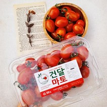 방울토마토대추방울토마토 가격 검색결과