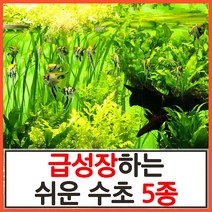 수초하우스)급성장하는 쉬운 수초 5종 세트, 싸게더많이(총90줄기)