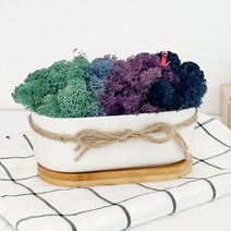스칸디아모스 천연 공기 정화 화이트 포레스트 화분, 04_블루계열, 1개