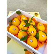 [프리미엄] 고당도 제주 써니트 한라봉 2.5kg 10kg 명품 선물, 프리미엄