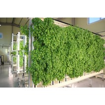 당일수확 생바질 1kg 그린 스마트팜 Griin, 바질 생잎 1kg, 1개