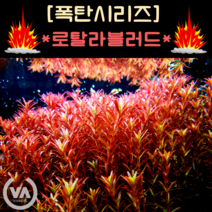 [비바소녀] 야자수를 닮은 토니나 sp. (5촉) / 인기수초 국민수초 초보수초 레이아웃, 토니나sp.(5촉)