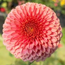 [꽃모종]국화(폼폰타입) : 9cm분, 팡팡 피치, 1개