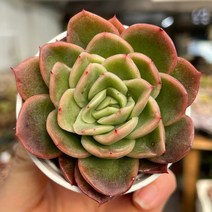 라즈아가 다육식물 소품 묵은둥이 용인수다육