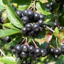 초크베리 아로니아나무 묘목 외대 10주실생 묶음 초코베리