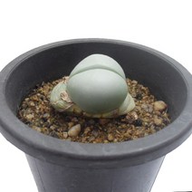 금령-메셈류/분할/백화금령/다육식물
