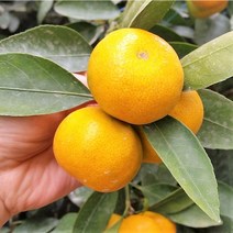 [제주감귤농장 직송] 제주 감귤 10kg 명절선물, 맛있는 감귤 중대과 10kg, 1개