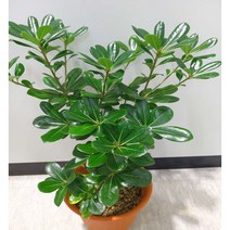 [이삽저삽] 만리향나무화분(키50-60cm내외/화분포함)돈나무과 관엽식물 진한 꽃향기 매력적인 나무/실내공기정화식물 조경용 관상용, 1개
