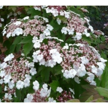 (성실G)백당나무묘목 키120센치 1그루, 1개