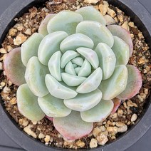 꽃다리 아이시그린 41 다육식물 다육이 아이만배송