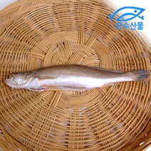 제수용 뾰족민어조기대 반건조생선 쪼삣민어조기 손질 소금간 된 제사용생선 영상가이석태 민어조기, 뾰족민어조기대35cm