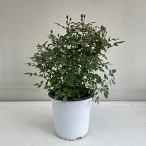 찔레나무 실내공기정화식물 반려식물 플랜테리어 온누리꽃농원