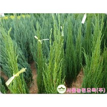 블루애로우 주니프러스 측백나무 정원수 관상수 상록수 서울농원묘목 4치/120L포트, 블루애로우 120L포트묘(중), 1개