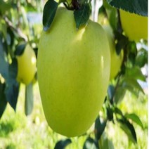 사과나무(시나노골드)/접목1년/묘목/e0181