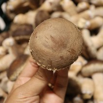 국내산 무농약 송화고버섯 말린 송화 송고 화고 표고 건송화고 버섯 천연조미료 가루, 건송화고 150g+송화고 분말 250g