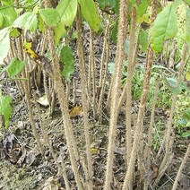 NS오갈피 실생2년(5주묶음)