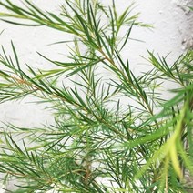 에센셜오일 - 티트리 Tea Tree, 100ml