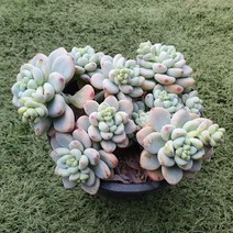 다육세상 다육이 라울중품