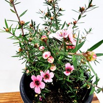 꽃나무팜 호주매화 중품 호주매 감성식물 인테리어식물 야생화 한개금액입니다