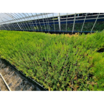 측백나무 포트묘 4주묶음 묘목 조경수 울타리나무, 포트묘 4주, 1개