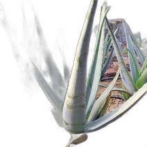 권도영알로에 유기농 식용 생알로에 베라 600g 3kg, 상세페이지 참조2, 상세페이지 참조2