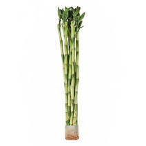 갑조네 개운죽 10p 공기정화식물 수경재배 10cm 20cm 30cm 40cm 50cm 60cm 70cm 80cm 90cm 100cm 수경식물