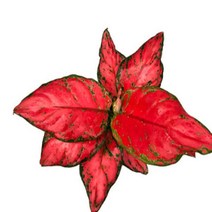 모종/수경식물 /아글라오네마 (레드엔젤)MJ102, 1개