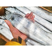제주 생물 파갈치 대 사이즈 15마리 한상자, 1개