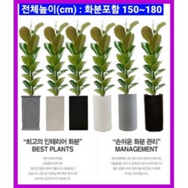 없음 [반값화분] MAIN-대형인도고무나무140 직접배송 축하화분 개업화분 거실화분 카페화분 인테리어화분 아레카야자극락조 알로카시아 파키라 고무나무, 백구슬
