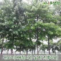 착한가격 나무생각 / 핀오크 / 대왕참나무 / 실생1년 / 1등묘 / 10주