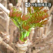 가림원예조경 참두릅(민참두릅) 특묘, 민참두릅 삽목2년특묘(5개묶음)