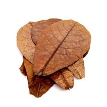 물고기 새우 면연력 오가닉 알몬드잎 10p 용품 관상어