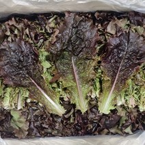 국내산 적상추 2kg 쌈채소, 1박스