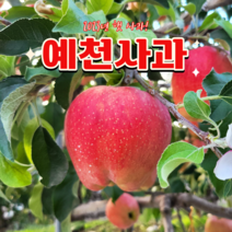 [가정용 고당도 사과10KG] 예천 경북 소백산 꿀 사과 설 명절 명품 과일 가성비 실속형 맛 사과