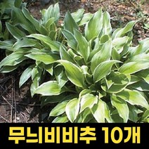 무늬비비추 모종 포트 10개 야생화 비비추