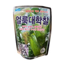 얼룩 대학찰 옥수수씨앗 2000립 [23년포장] 대용량 찰옥수수 종자 연농2호