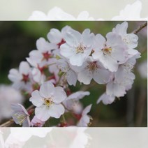 벚꽃 왕벚나무 제주산 접목 1년 묘목 1개 묘목 관상수