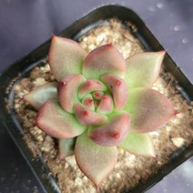[메카다육]39-0929 메리나(에케베리아) 화분포함 다육식물 선인장 다육금 다육철화 두들레야 아프리카식물 코노피튬 하월시아 수입다육이 국민이