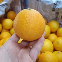 제주 고당도 황금향 귤 선물 가정용 2kg 3kg 5kg, 2kg(5~12개)