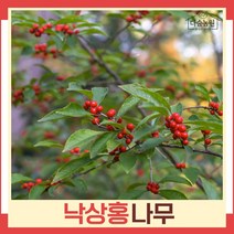 낙상홍나무 묘목 키1m 3개