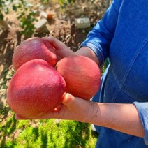 사과(부사) 5kg (16과) _황매산사과(영)